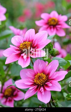 Collarette rose et violette Dahlia ÔSkyfallÕ en fleur. Banque D'Images