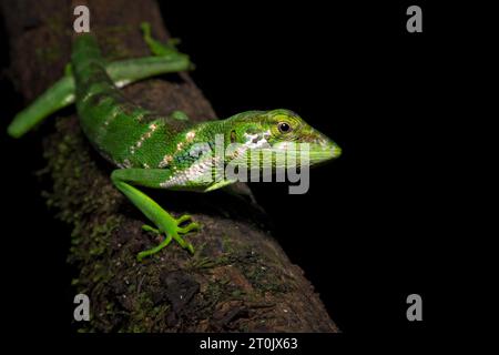 Polychrus gutturosus, également connu sous le nom d'anole de brousse de Berthold ou anole à queue de singe, est une espèce de lézard Banque D'Images