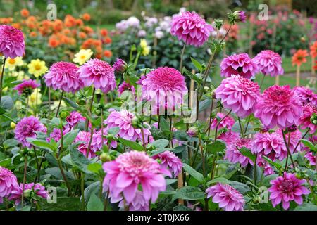 Anémone rose et violette Dahlia 'Richards Fortune' en fleur. Banque D'Images