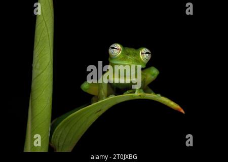 Teratohyla spinosa (nom commun : Spiny Cochran Frog) est une espèce de grenouille de la famille des Centrolenidae. Banque D'Images