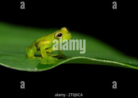 Teratohyla spinosa (nom commun : Spiny Cochran Frog) est une espèce de grenouille de la famille des Centrolenidae. Banque D'Images