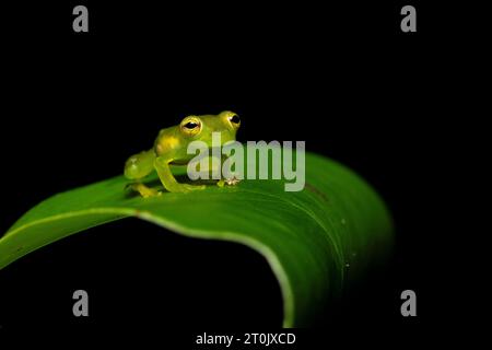 Teratohyla spinosa (nom commun : Spiny Cochran Frog) est une espèce de grenouille de la famille des Centrolenidae. Banque D'Images