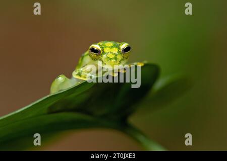 Hyalinobatrachium valerioi, parfois connu sous le nom de grenouille de verre la Palma, est une espèce de grenouille de la famille des Centrolenidae Banque D'Images