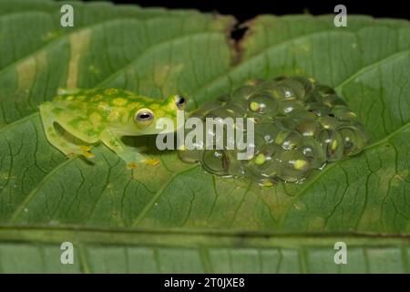 Hyalinobatrachium valerioi, parfois connu sous le nom de grenouille de verre la Palma, est une espèce de grenouille de la famille des Centrolenidae Banque D'Images