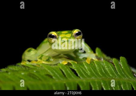 Hyalinobatrachium valerioi, parfois connu sous le nom de grenouille de verre la Palma, est une espèce de grenouille de la famille des Centrolenidae Banque D'Images