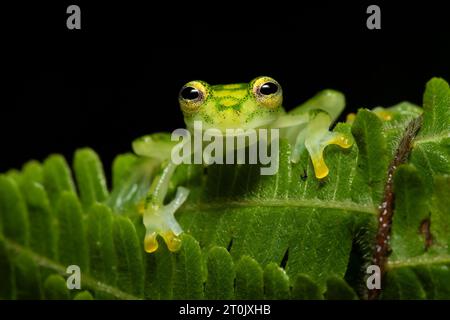 Hyalinobatrachium valerioi, parfois connu sous le nom de grenouille de verre la Palma, est une espèce de grenouille de la famille des Centrolenidae Banque D'Images