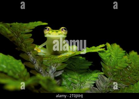 Hyalinobatrachium valerioi, parfois connu sous le nom de grenouille de verre la Palma, est une espèce de grenouille de la famille des Centrolenidae Banque D'Images