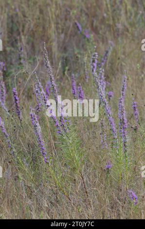 Étoile pointillante à pois, Liatris punctata Banque D'Images