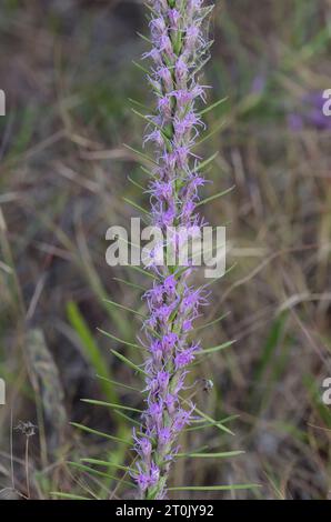 Étoile pointillante à pois, Liatris punctata Banque D'Images