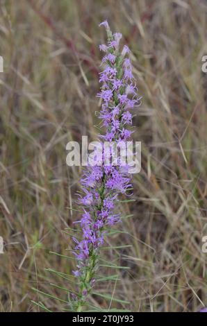 Étoile pointillante à pois, Liatris punctata Banque D'Images