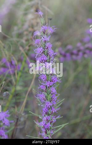 Étoile pointillante à pois, Liatris punctata Banque D'Images