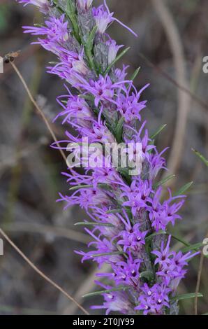 Étoile pointillante à pois, Liatris punctata Banque D'Images