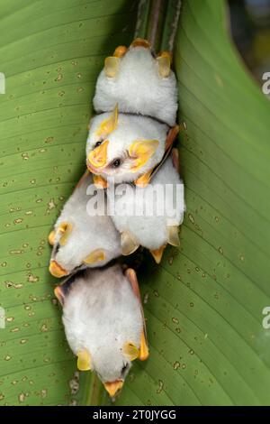 Chauve-souris blanche hondurienne (Ectophylla alba), également appelée chauve-souris blanche des Caraïbes qui fabrique des tentes Banque D'Images