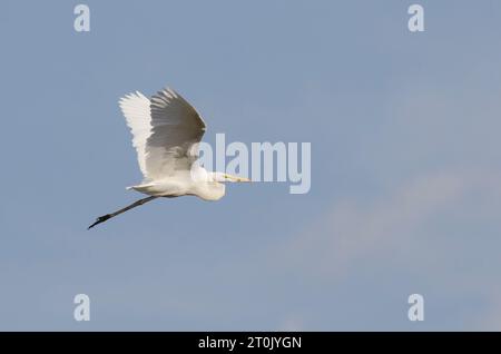 Grand Egret, Ardea alba, en vol Banque D'Images