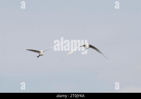 Grands aigres, Ardea alba, en vol Banque D'Images