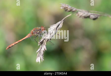 Une grande libellule dark (Sympetrum striolatum) avec un abdomen rouge repose sur une plante sauvage sèche. L'arrière-plan est vert. Le soleil brille. Il y a spa Banque D'Images
