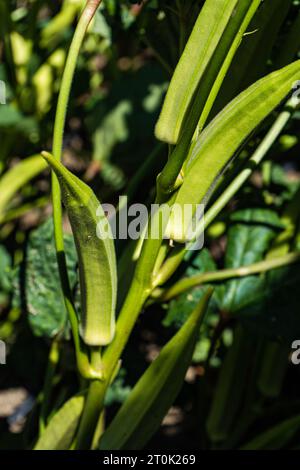 Légume okra sur la plante prête pour la récolte Banque D'Images