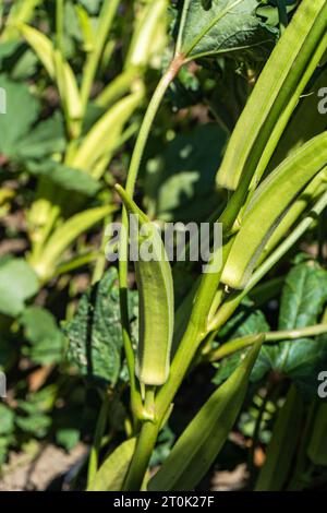 Légume okra sur la plante prête pour la récolte Banque D'Images