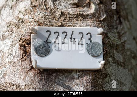 Étiquette d'arbre, étiquette d'identification avec numéro unique, identifiant un arbre particulier Banque D'Images