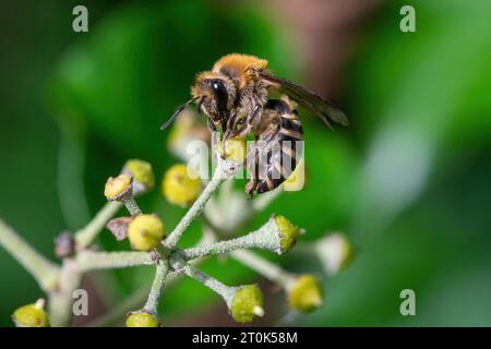 Abeille lierre (Colletes Hederae) sur fleurs de lierre en octobre ou en automne, Hampshire, Angleterre, Royaume-Uni, se nourrissant de nectar et de pollen Banque D'Images