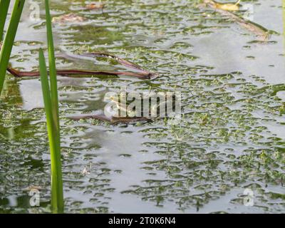 Une grenouille d'eau verte est assise sur des plantes d'eau denses dans un étang Banque D'Images