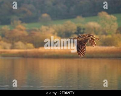 Bittern insaisissable et secret, Bittern eurasien ou grand Bittern (Botaurus stellaris) volant au-dessus des zones de pêche à RSPB Leighton Moss, Angleterre Royaume-Uni Banque D'Images