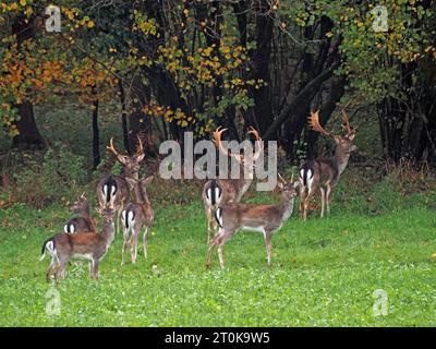 Troupeau de cerfs de jachère (mâle) d'âge mixte (Dama Dama) avec de bonnes têtes de cornes dans le champ à la lisière de la forêt dans le Wiltshire, Angleterre, Royaume-Uni Banque D'Images