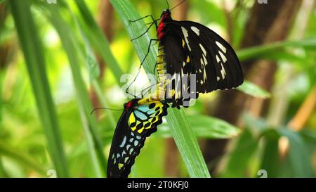 Deux papillons d'oiseaux de Cairns (Ornithoptera euphorion), alias Cooktown ou Northern Birdwings, s'accouplant sur une fronde de palmier - Kuranda, Cairns Banque D'Images