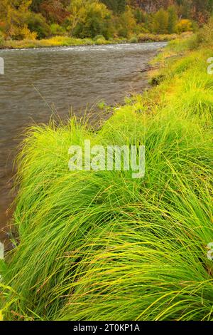 Grande Ronde, Wild and Scenic River, Wenaha de faune, de l'Oregon Banque D'Images