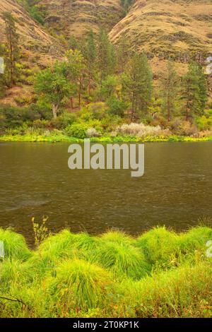 Grande Ronde, Wild and Scenic River, Wenaha de faune, de l'Oregon Banque D'Images