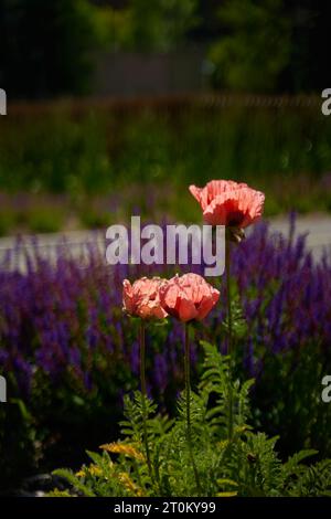 Un parterre de fleurs avec de beaux coquelicots rouge pâle en fleurs sur fond de fleurs violettes dans une prairie Banque D'Images