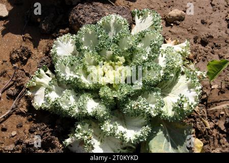 Kale ornamental blanc (Brassica oleracea 'Kamome blanc) avec des feuilles blanches et des bords à volants verts : (pix Sanjiv Shukla) Banque D'Images