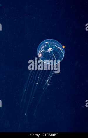 Un amphipode s'accroche à cette espèce inconnue de méduse hydromédusa, photographiée de nuit lors d'une plongée en eaux noires dans l'océan Pacifique ouvert de six mil Banque D'Images