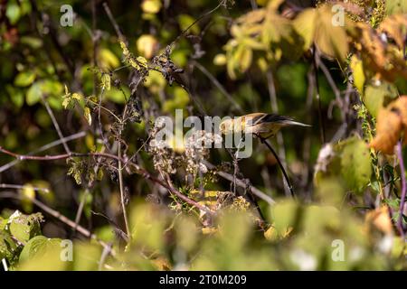 Mue du finch d'Amérique (Spinus tristis) mangeant des graines d'herbe en automne Banque D'Images