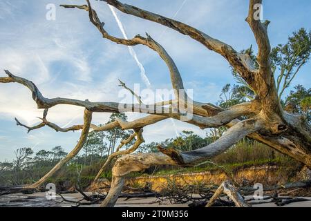 Bois flotté géant sur Boneyard Beach au parc d'État de Big Talbot Island à Jacksonville, Floride. (ÉTATS-UNIS) Banque D'Images