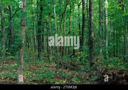 Forest, Bridgestone-Firestone Centennial Wilderness Wildlife Management Area, Tennessee Banque D'Images