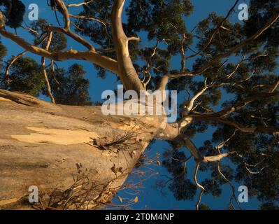 Vue à angle bas du grand arbre de gomme contre le ciel bleu en Australie du Sud, Australie. Banque D'Images