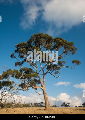 Grand arbre de gomme se dresse majestueusement contre le ciel bleu et les nuages blancs dans le paysage australien. Banque D'Images