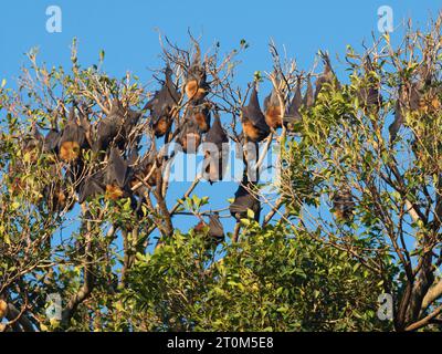 Des renards volants à tête grise pendent d'un arbre par une journée ensoleillée dans les parcs d'Adélaïde en Australie méridionale, en Australie. Banque D'Images