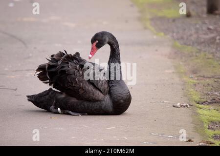 Le cygne noir australien est presque tout noir, avec un bec et un œil rouges, il a une bande blanche à travers le bec. Banque D'Images