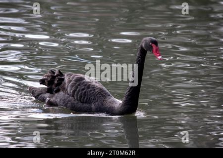 le cygne noir a des plumes noires bordées de blanc sur son dos et est tout noir sur la tête et le cou. Il a un bec rouge avec une bande blanche et un e rouge Banque D'Images