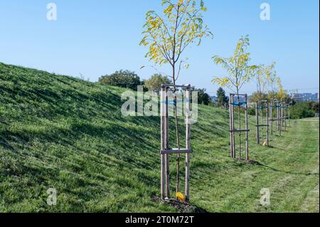 Jeunes acridiens noirs dans une rangée. Rabinia pseudoacacia gauches avec support de piquets en bois. Banque D'Images