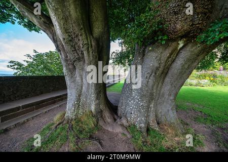 La vue intérieure du jardin du château de Stirling avec des arbres verts. Ville de Stirling, Écosse, Angleterre, Royaume-Uni. Banque D'Images