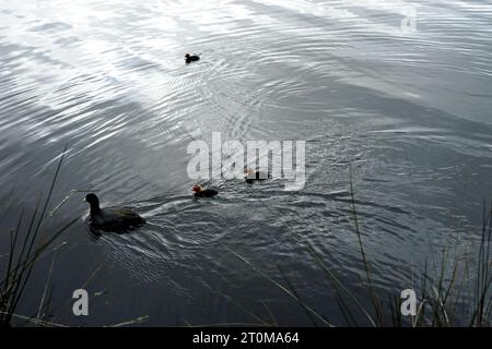 Perth, Australie . 08 octobre 2023. Perth, Australie - le 8 octobre 2023 les canetons nouvellement nés cherchent de la nourriture avec leurs parents dans un lac de Perth, en Australie. Crédit : Steve Parsons/Alamy Live News Banque D'Images