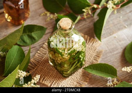 Préparation de teinture à partir de nouweed japonaise fraîche ou de feuilles et fleurs de Reynoutria japonica Banque D'Images