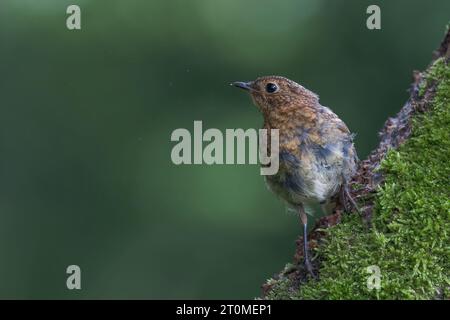 Oiseau juvénile européen Robin [ erithacus rubecula ] sur branche mousseline Banque D'Images