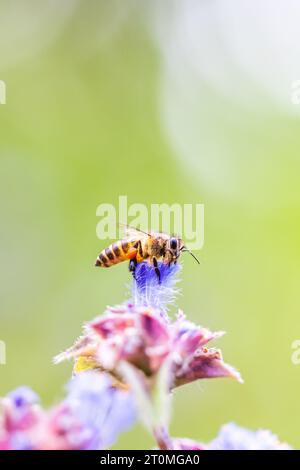 Gros plan d'une abeille asiatique collectant du pollen sur une fleur sauvage le matin du printemps, du pollen sur ses pattes, connu sous le nom de paniers à pollen. Thaïlande. Banque D'Images