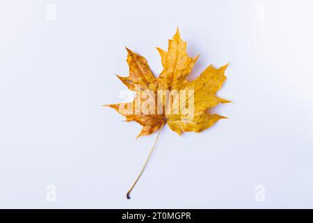 Feuille d'érable jaune d'automne sur fond blanc. Feuille sèche tombée de l'arbre. Banque D'Images