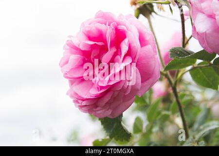 Belle fleur en fleurs de rosier rose gros plan.. Banque D'Images