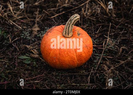 Petite citrouille orange pour Halloween est couchée sur une balle de paille. Récolte la récolte d'automne des légumes. Petite profondeur de champ, arrière-plan flou. Banque D'Images